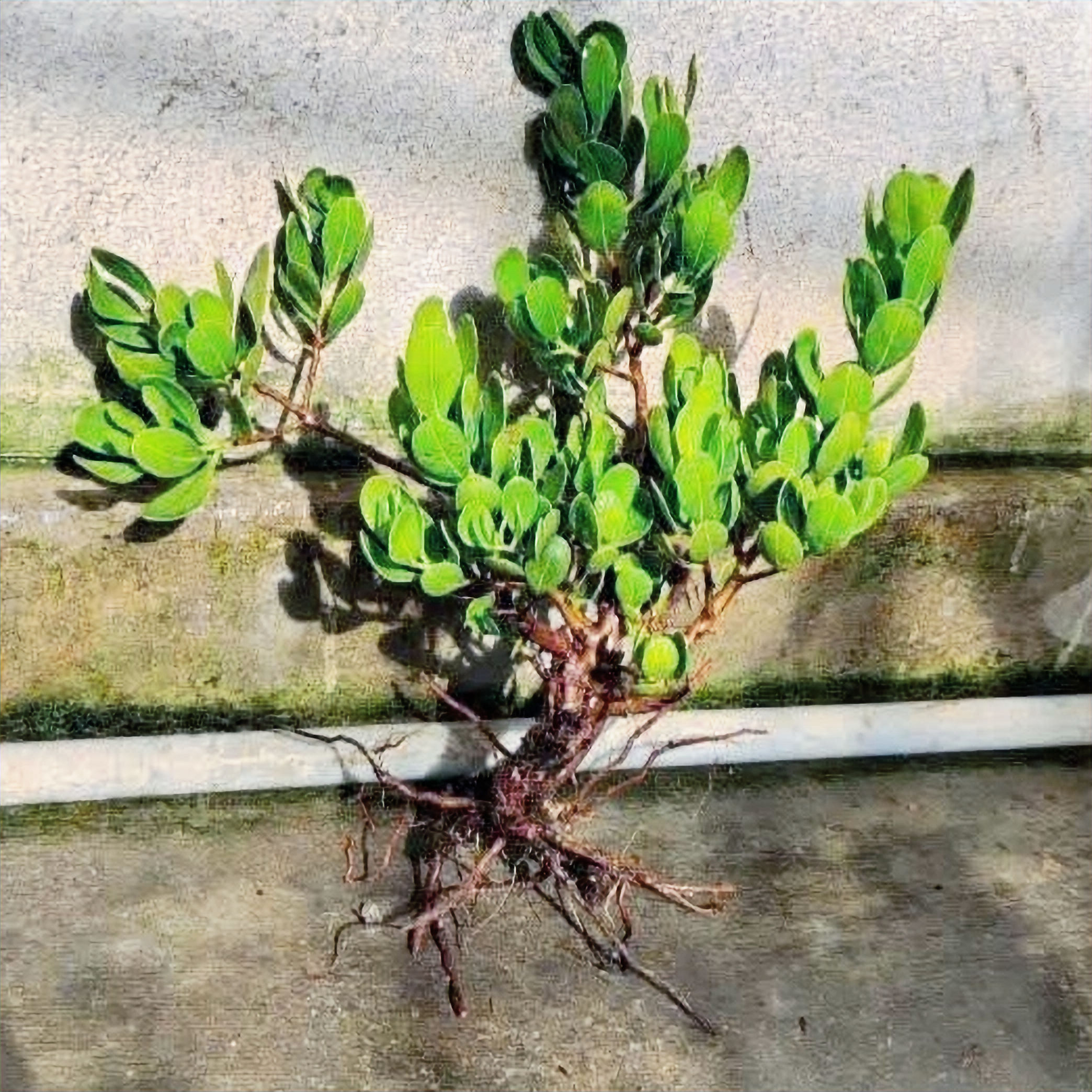 Lumnitzera Littorea (Jack) Voigt  🇻🇳