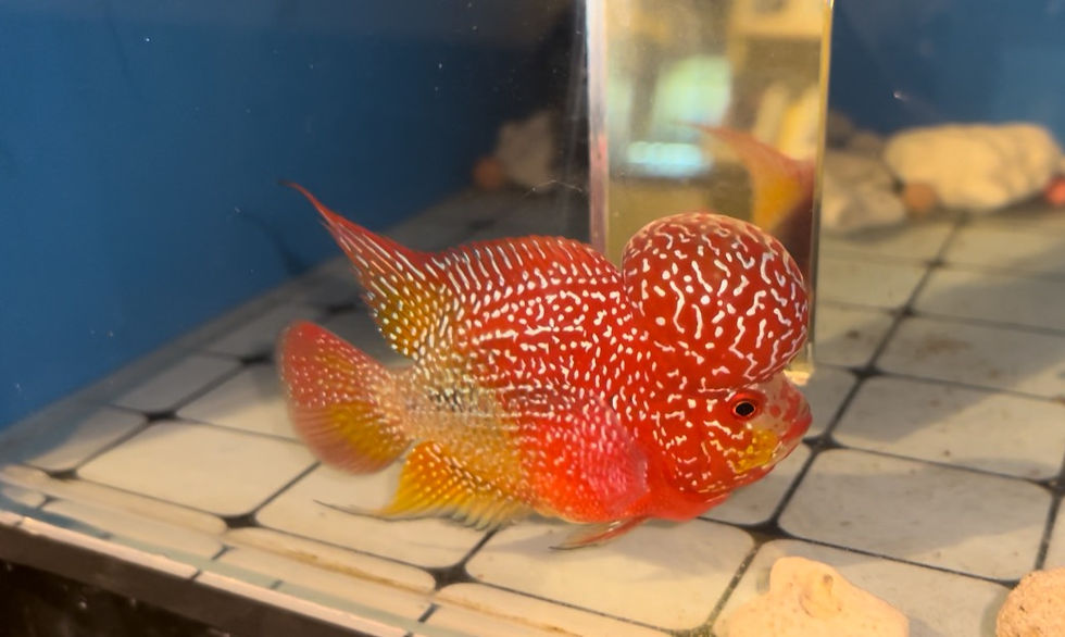 Thumbnail: Top Grade Junior 2 Tone GB Flowerhorn Male
