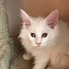 Ariya kitten