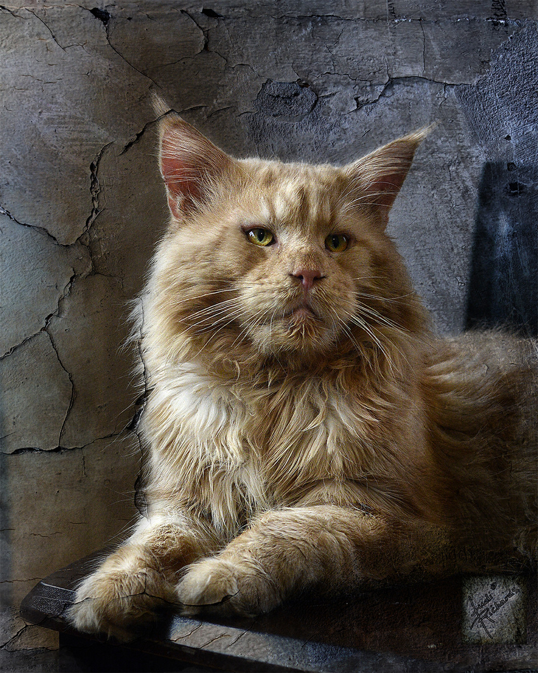 Kittens for sale lower mainland discount