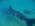 Es temporada de avistamiento del tiburón ballena en La Paz