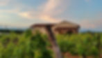 Vineyard producing organic Greek wines at sunset.