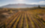 Rows of organic Greek sunny vineyards.