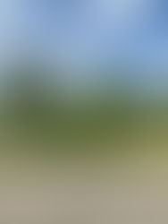 cmn