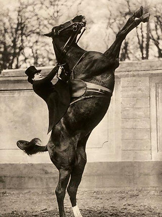 La grande cavalcade 1911, Exposition Cheval en majesté   château de Versailles
