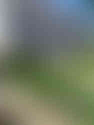 Chartreuse de Douai Musée