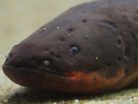 Electric Eels After School: A Longtime Fishkeeper Reflects