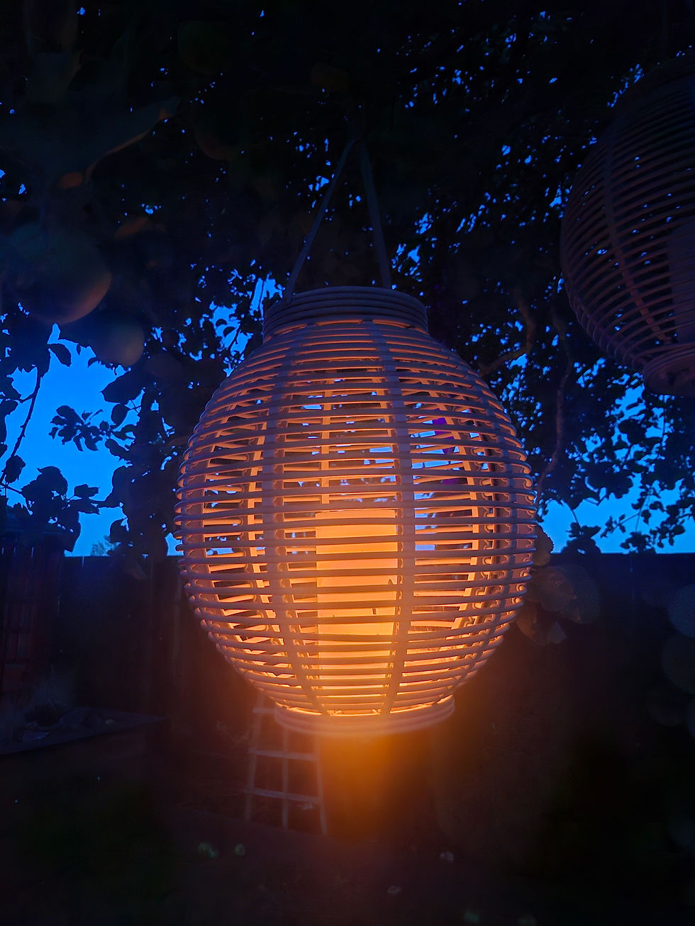 A Chinese lantern illuminates the old Apple tree in Emma's garden