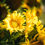 Thumbnail: Sunflowers