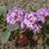 Thumbnail: Desert Sand Verbena