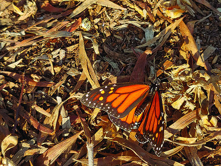 ROBERT´S NATURE HIKE Article in the San Diego Reader