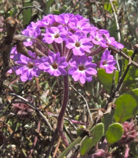Purple Sand Verbena