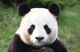 Panda géant_Portrait.jpg
