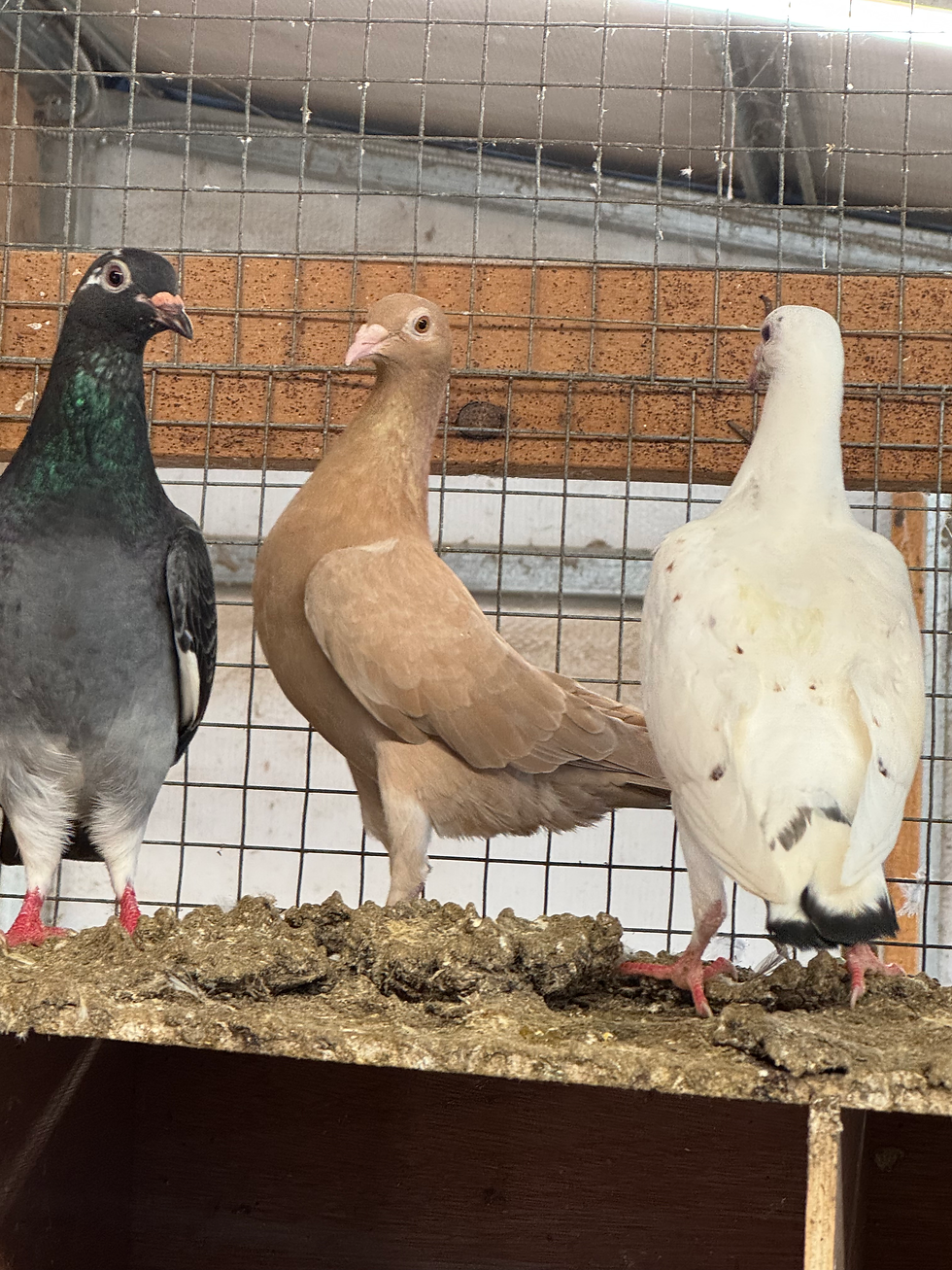 Thumbnail: Homing Pigeons