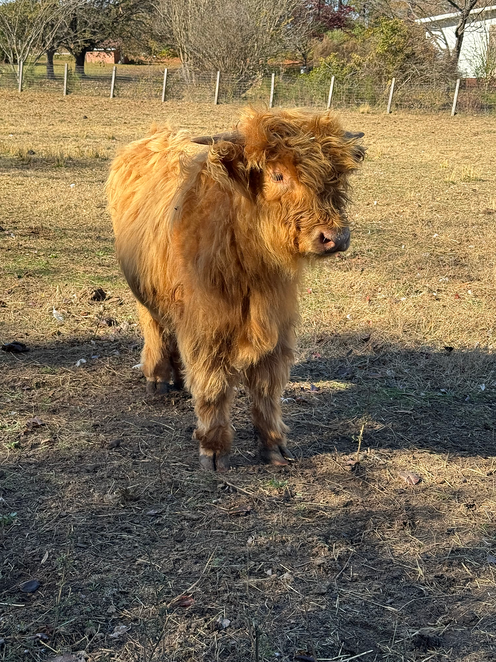 Thumbnail: "Bogart" Highland Bull
