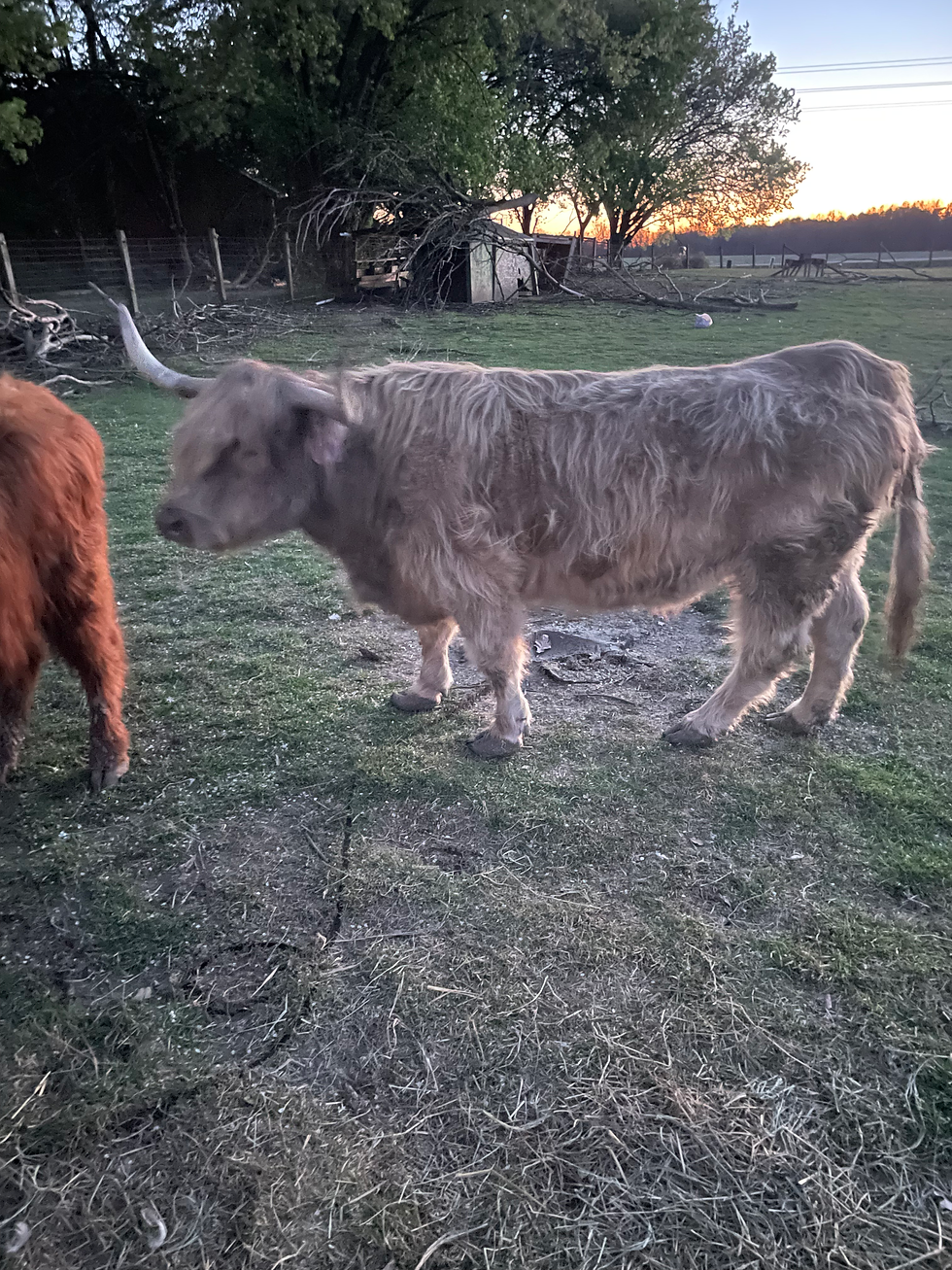 Thumbnail: "lou" Highland Cow
