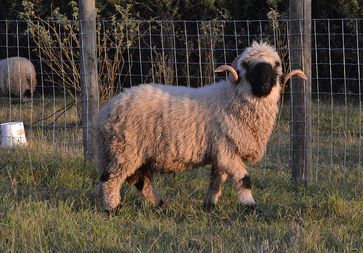 Leonard full blood Valais Blacknose ram is for sale!
