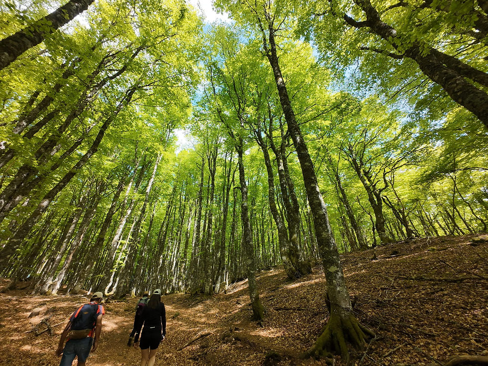 Randonnée dans une forêt de Hêtre dans le massif cantalien