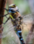 Migrant Hawker Head and Thorax