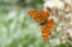 Comma