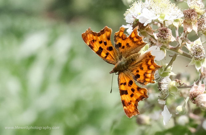 The Fascinating World of Comma Butterflies: Flight, Food Plants, and Folklore Explained