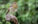 The Fascinating Journey of Baby Robins from Nest to Flight