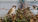 Understanding the Decline of Tree Sparrows and How You Can Help Their Recovery