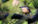 The Fascinating World of Nuthatches: Nesting Habits, Nicknames, and Folklore Insights