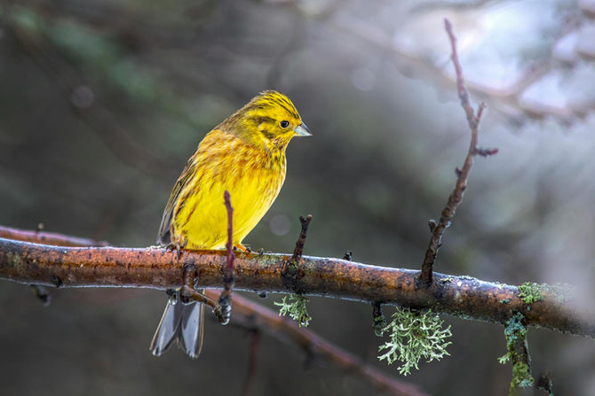 Understanding the Decline of the Yellowhammer Bird Population
