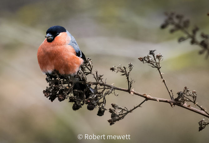 Exploring the Fascinating History and Names of Bullfinches in Garden Habitats