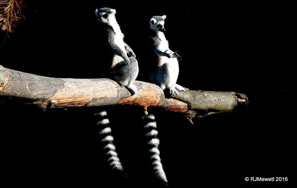 Ring Tailed Lemur