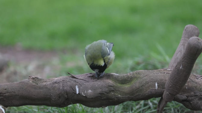 How to Attract Birds to Your Yard with Food Strategies