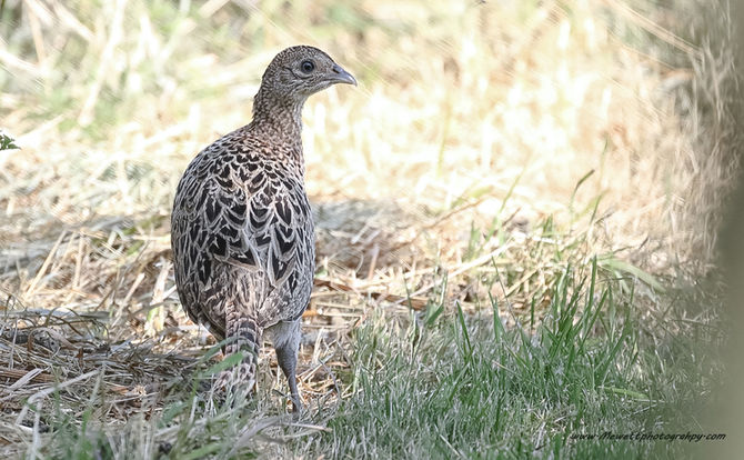 Excited to Welcome Our New Young Lady Pheasant Hatchlings from the Paddock