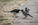 Pied Wagtail Migration Patterns and Their Unique Family Differences