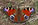 The Fascinating Flight Habits of the Peacock Butterfly and Why It's the UK's Favorite