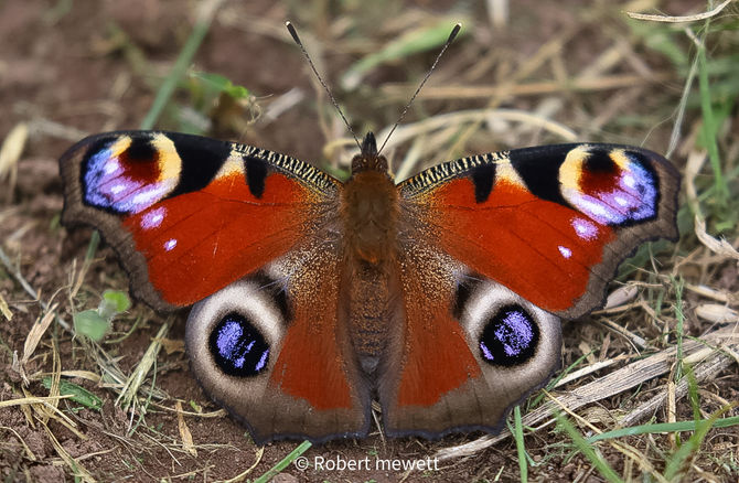 The Fascinating Flight Habits of the Peacock Butterfly and Why It's the UK's Favorite