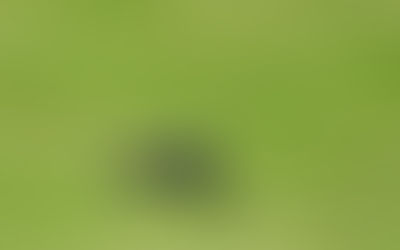 Pied Wagtail and Fly ....see the Fly ?