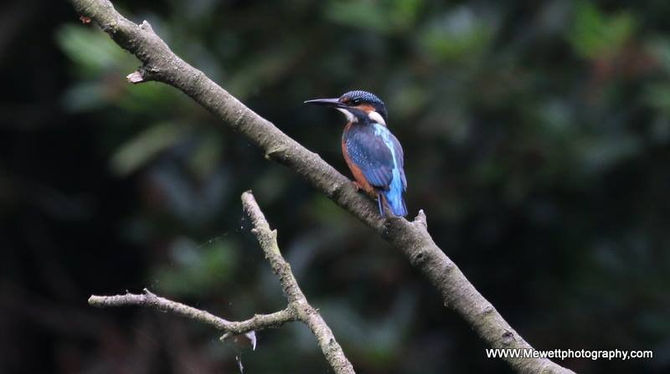 The Kingfisher's Aquatic Diet and Breeding Habits Explained