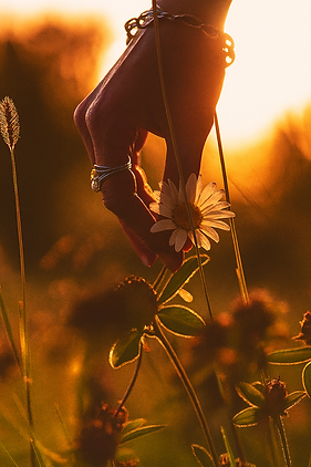 Hand with Daisy.png