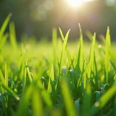Maximize Your Lawn's Health with Expert Care