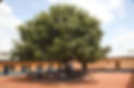 the surgical tree - hernia international carpenter