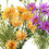Thumbnail: BOUQUET POLYESTER MARGUERITE