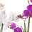 Thumbnail: PLANT PORCELAIN FABRIC ORCHID