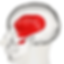 Temporal (temporalis) muscle