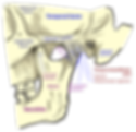 Sagittal view of the temporomandibular joint showing disc, condyle, and temporal bone.