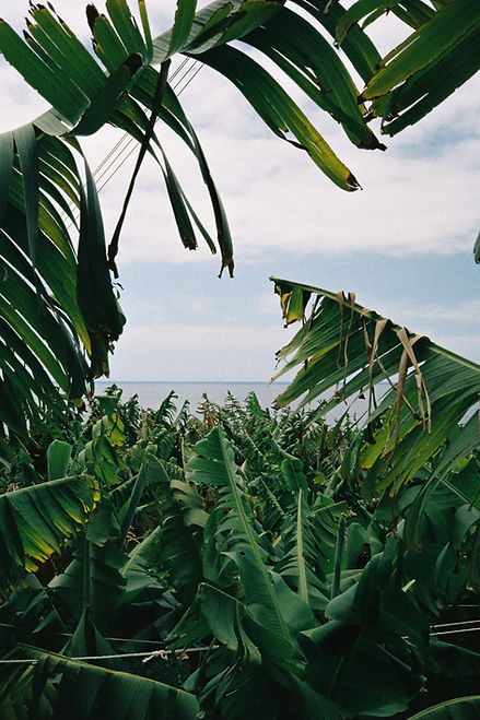 madeira-pentax-48.jpg
