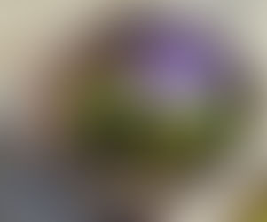 冬の園芸療法 アネモネ編⑳