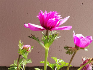 冬の園芸療法　アネモネ編㉒