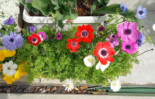 冬の園芸療法　アネモネ編㉔