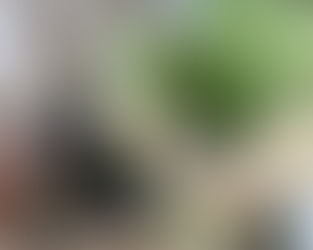 冬の園芸療法 アネモネ編⑧